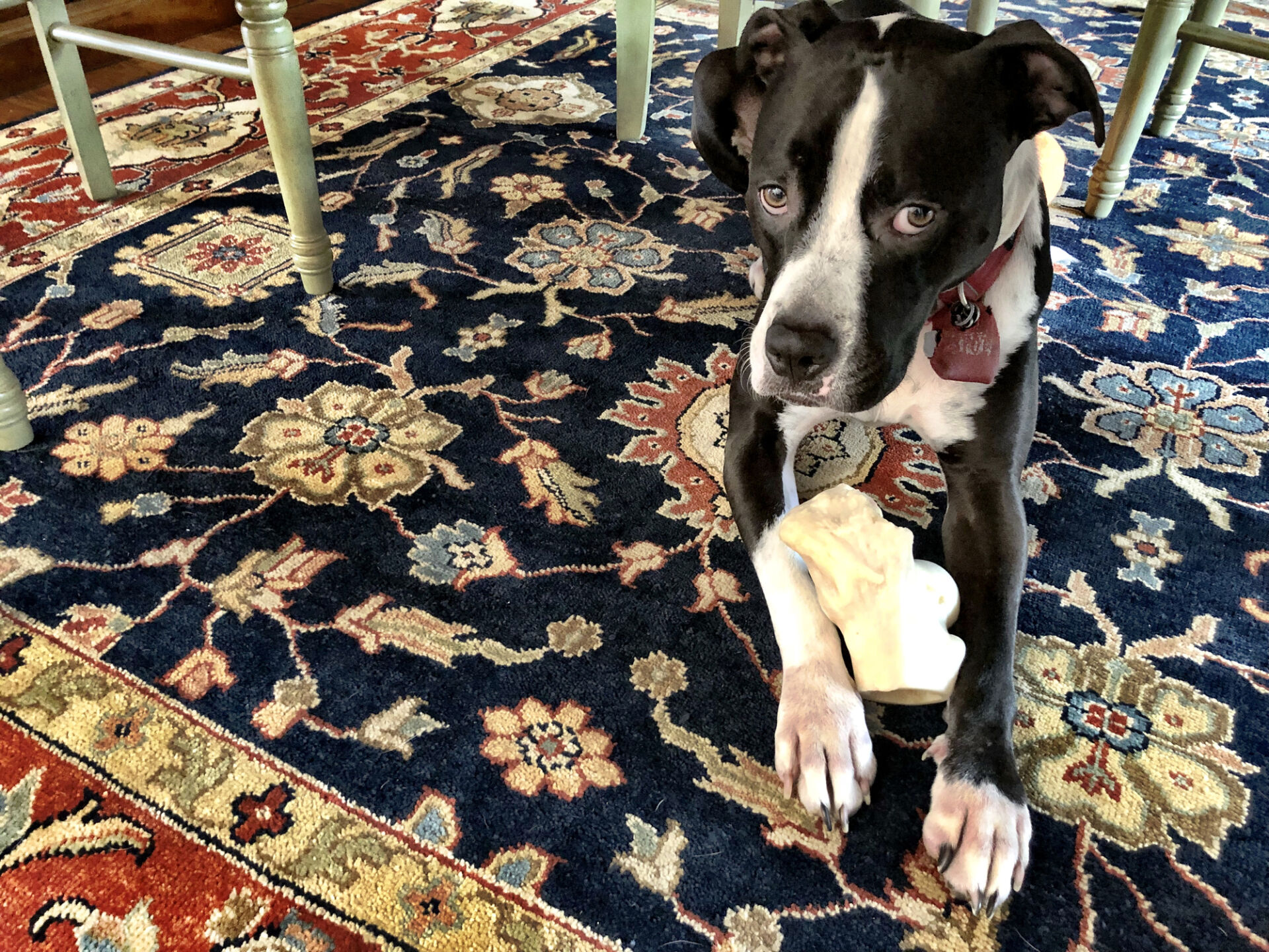 Large black and white dog resting on oriental rug with bone