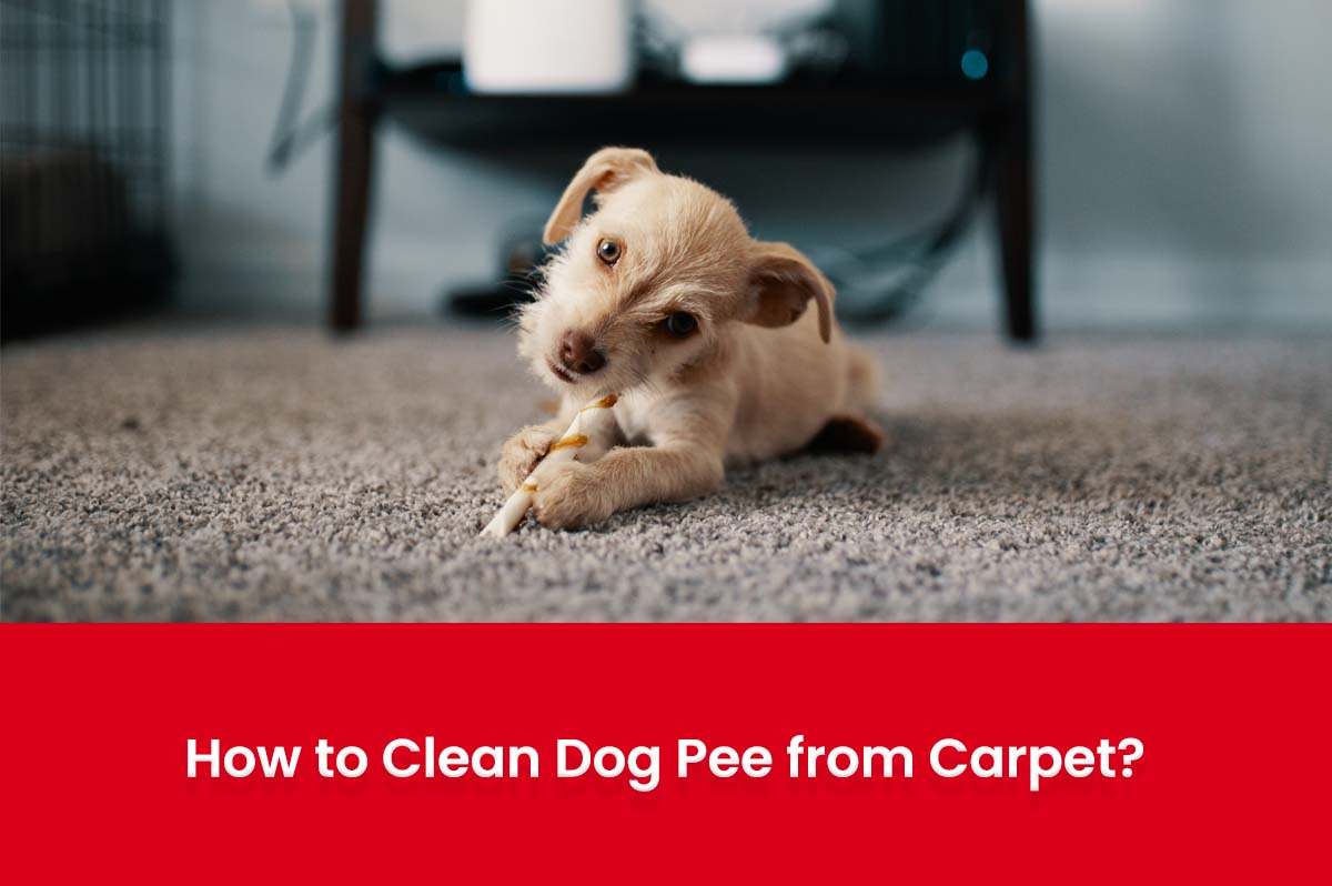 clean dog pee from carpet