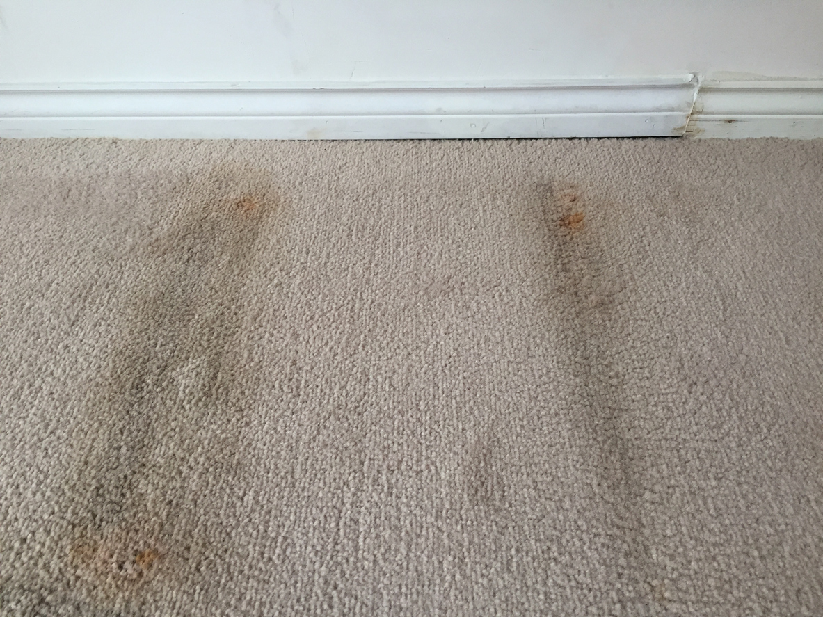 Dirty carpet
