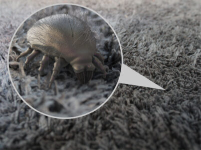 Dust mite in rug