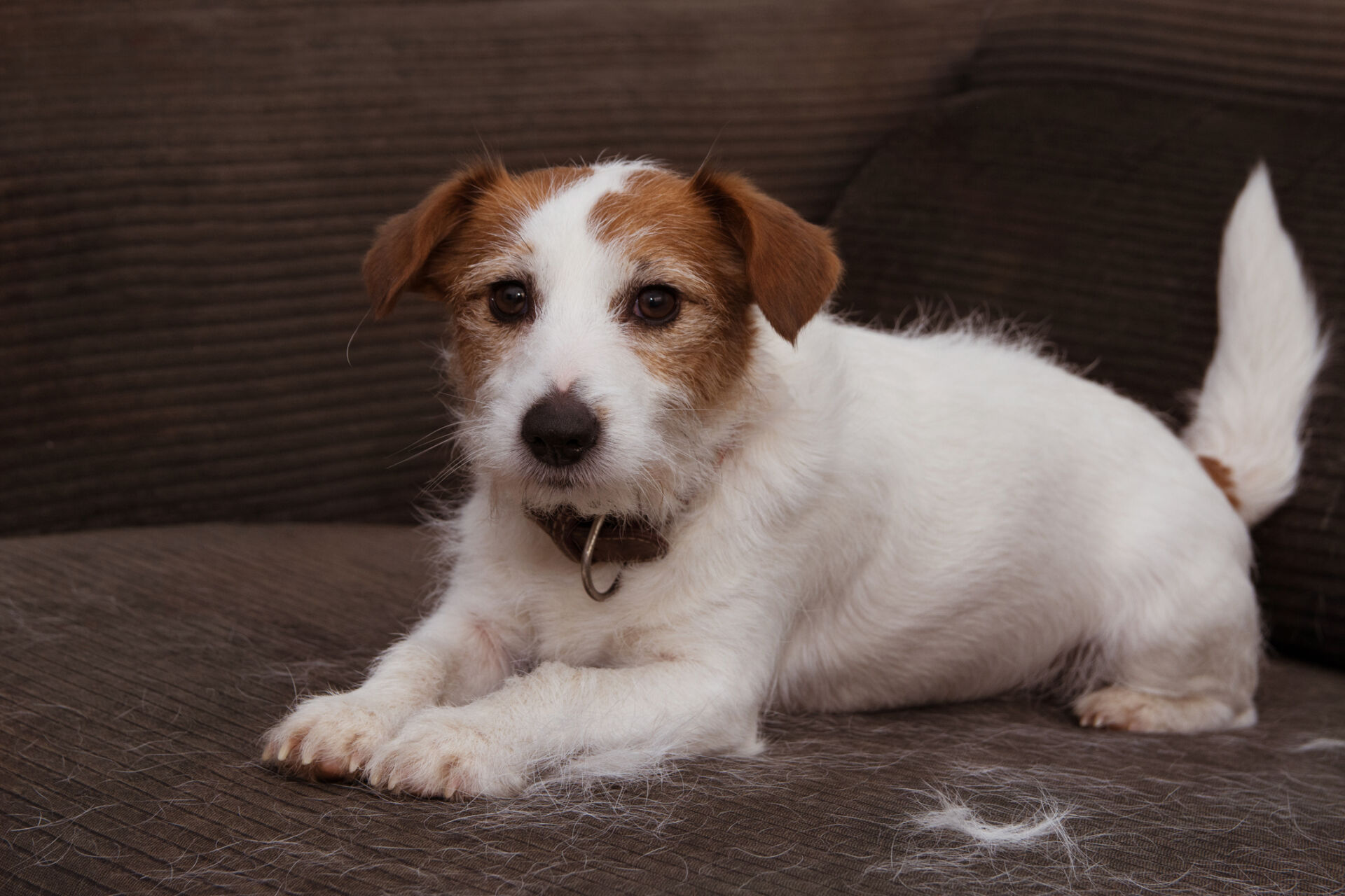 FURRY JACK RUSSELL DOG, SHEDDING HAIR DURING MOLT SEASON PLAYING ON SOFA FURTNITURE.